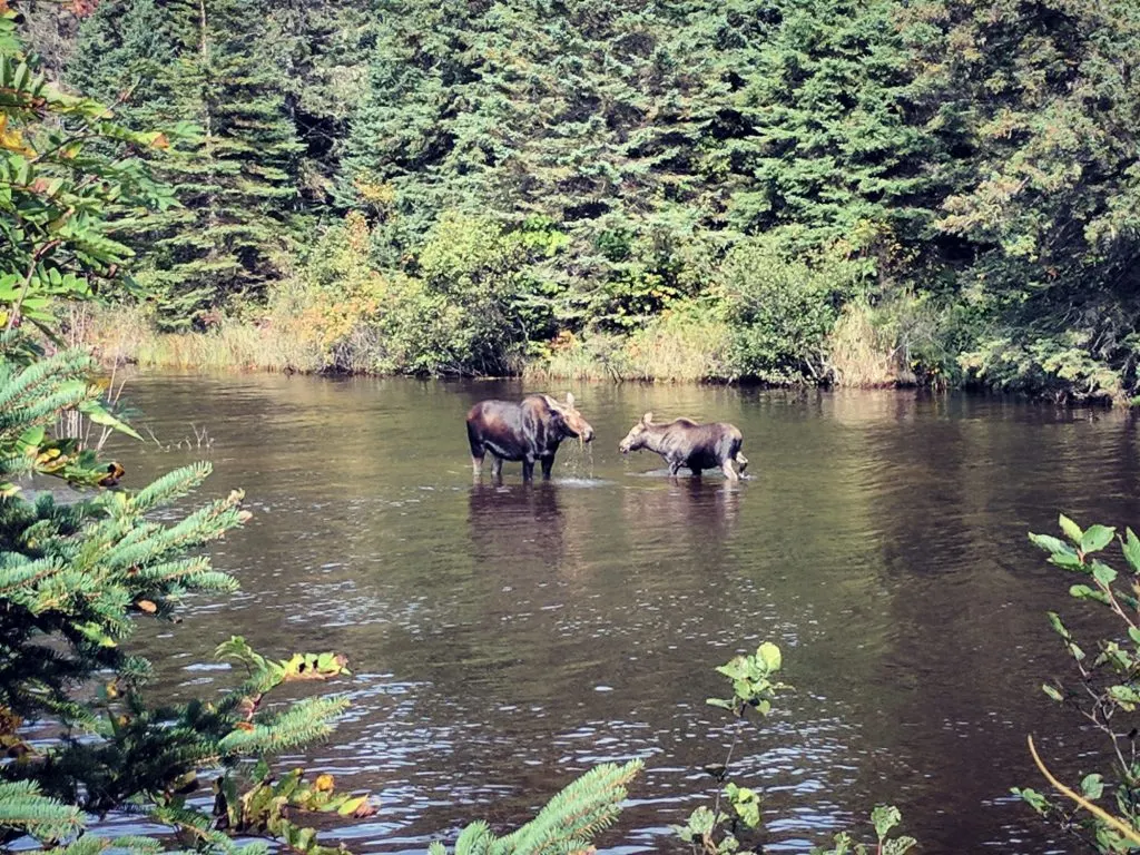 Two moose stand in a creek in Isle Royale National Park in Michigan - it's one of the least visited US National Parks