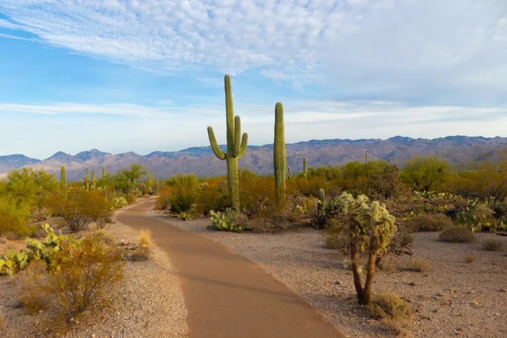 Tall cacti line a path in Saguaro National Park