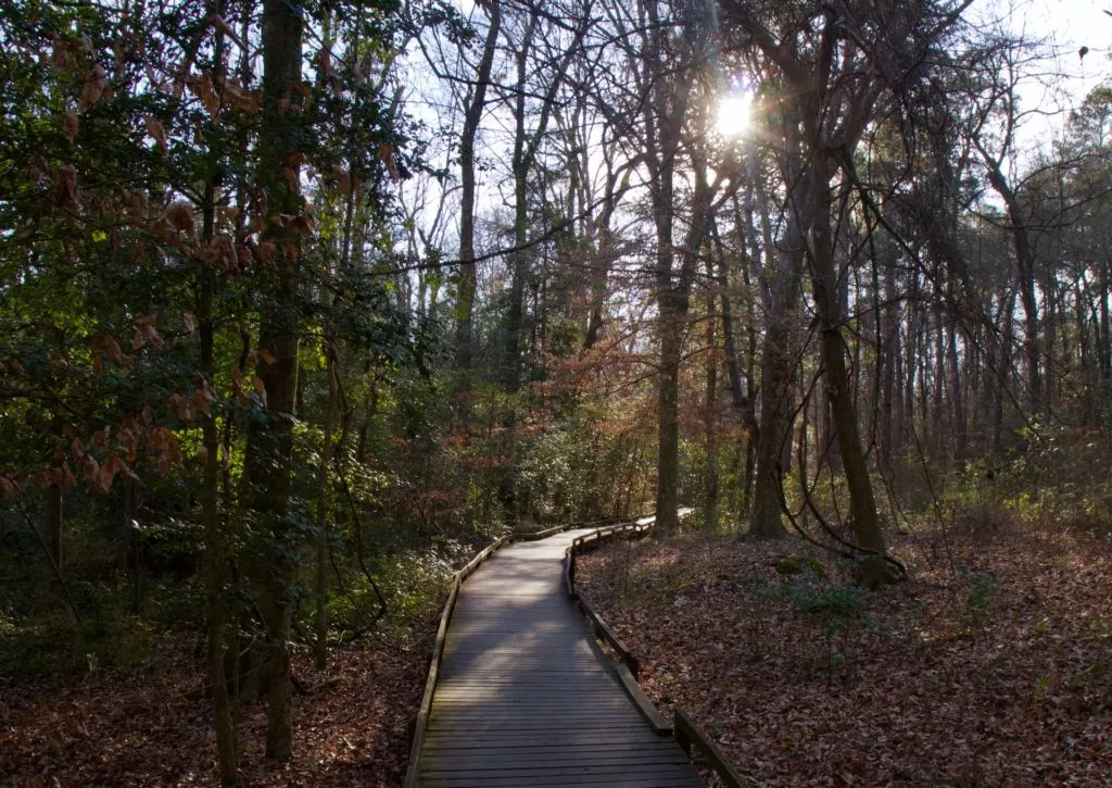 A boardwalk through trees with the sun shining through at Congaree National Park in South Carolina - it's an uncrowded national park