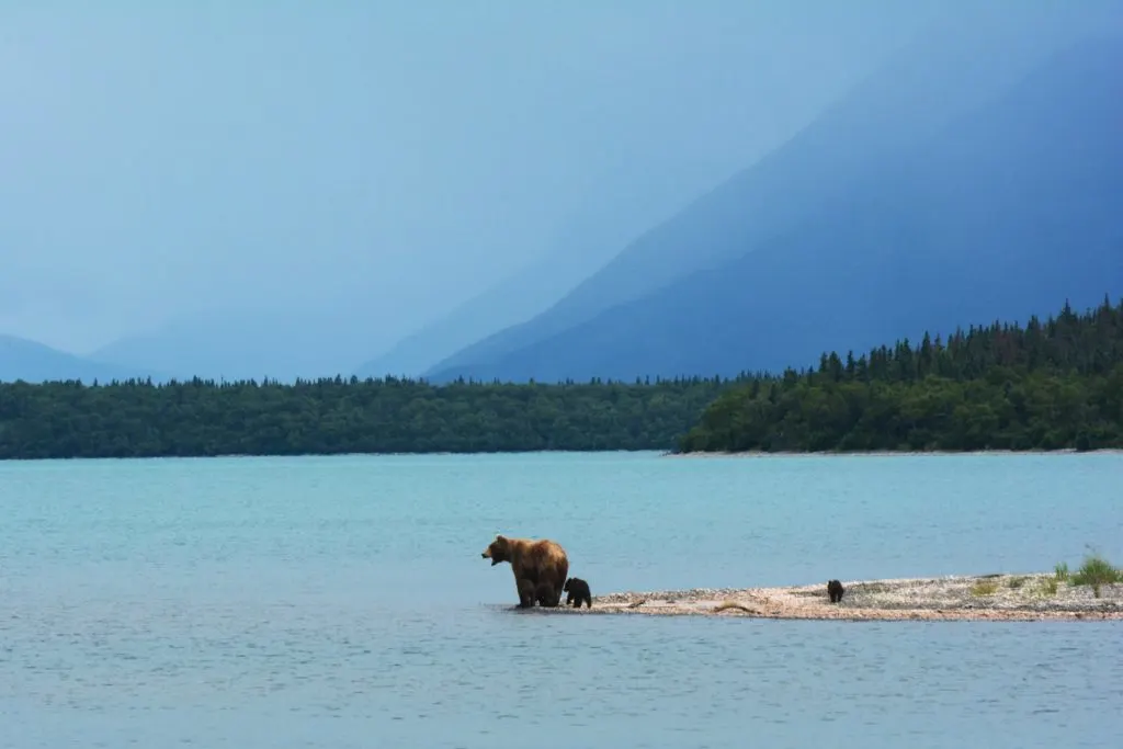 A brown bear mother and cub stand next to a blue lake in Katmai National Park in Alaska