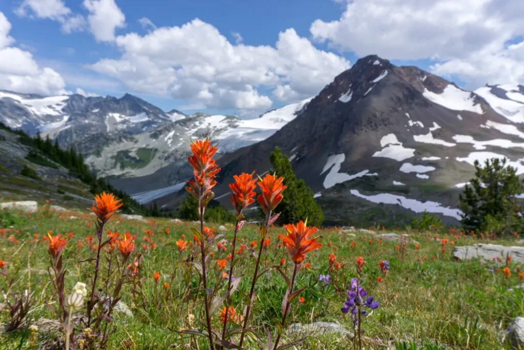 Wildflowers near Russet Lake in Whistler - a car-free backpacking trip near Vancouver