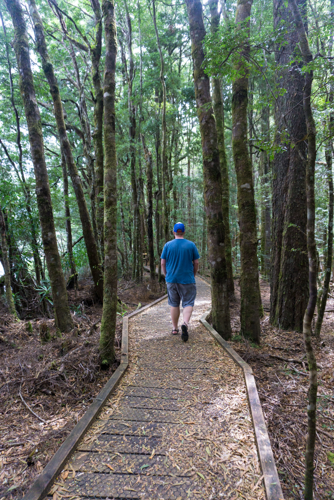 Huon Pine Walk in Corinna, Tasmania