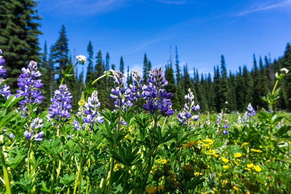 Lupines and wildflowers at Poland Lake in Manning Park. A wildflower identification book is a great Valentine's gifts for hikers and campers.