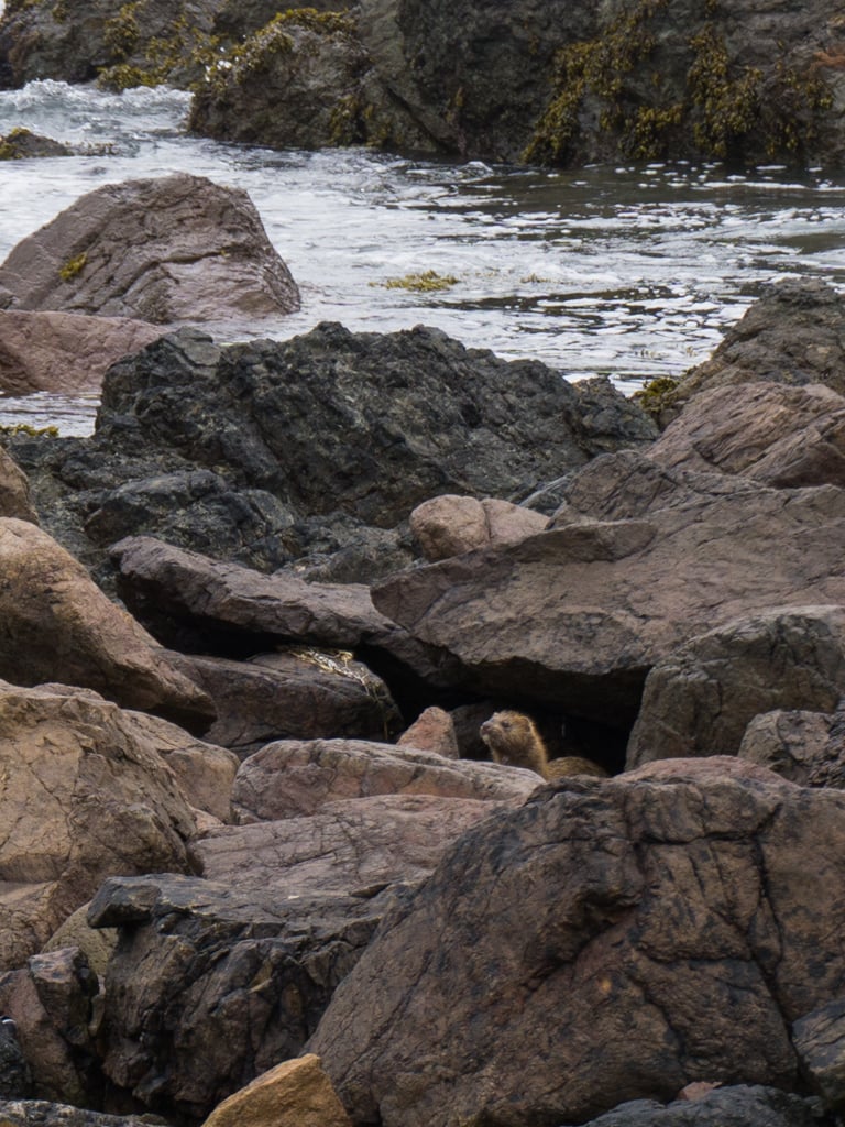 A mink amongst rocks on Northern Vancouver Island