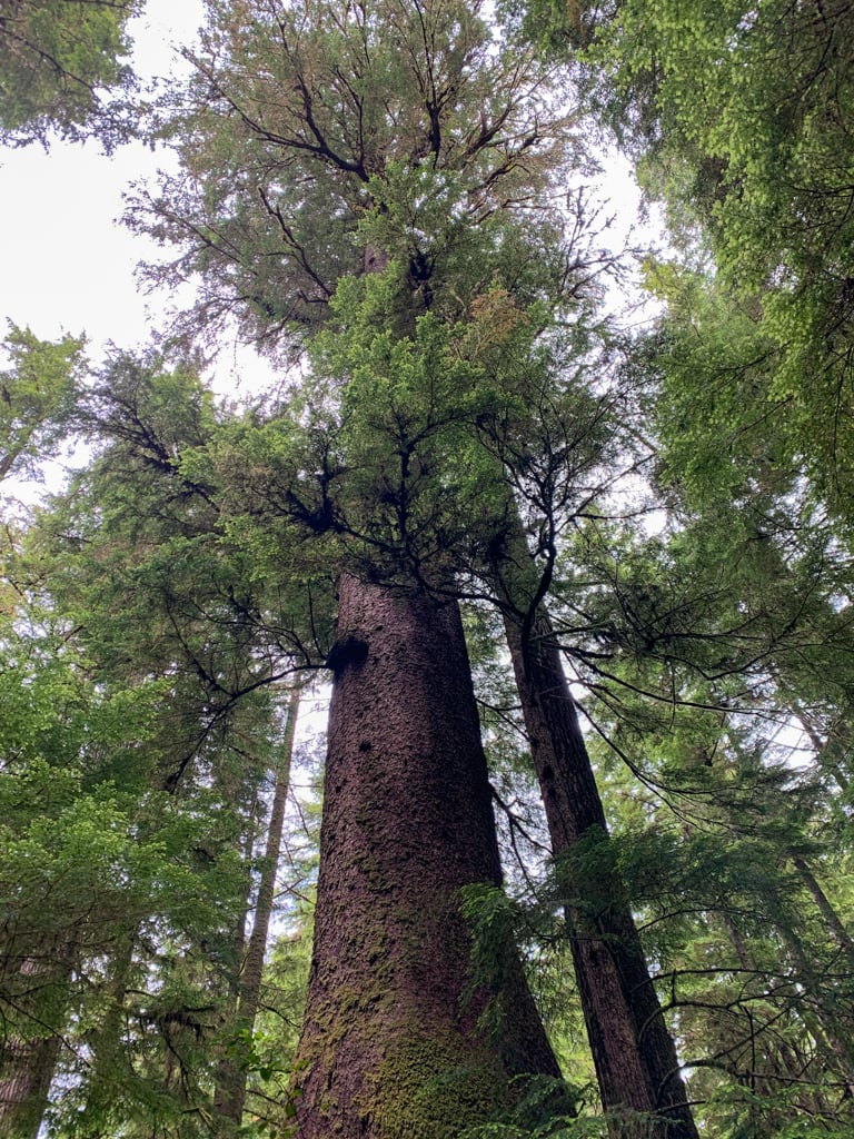 Old growth spruce tree near Eric Lake on the Cape Scott Trail
