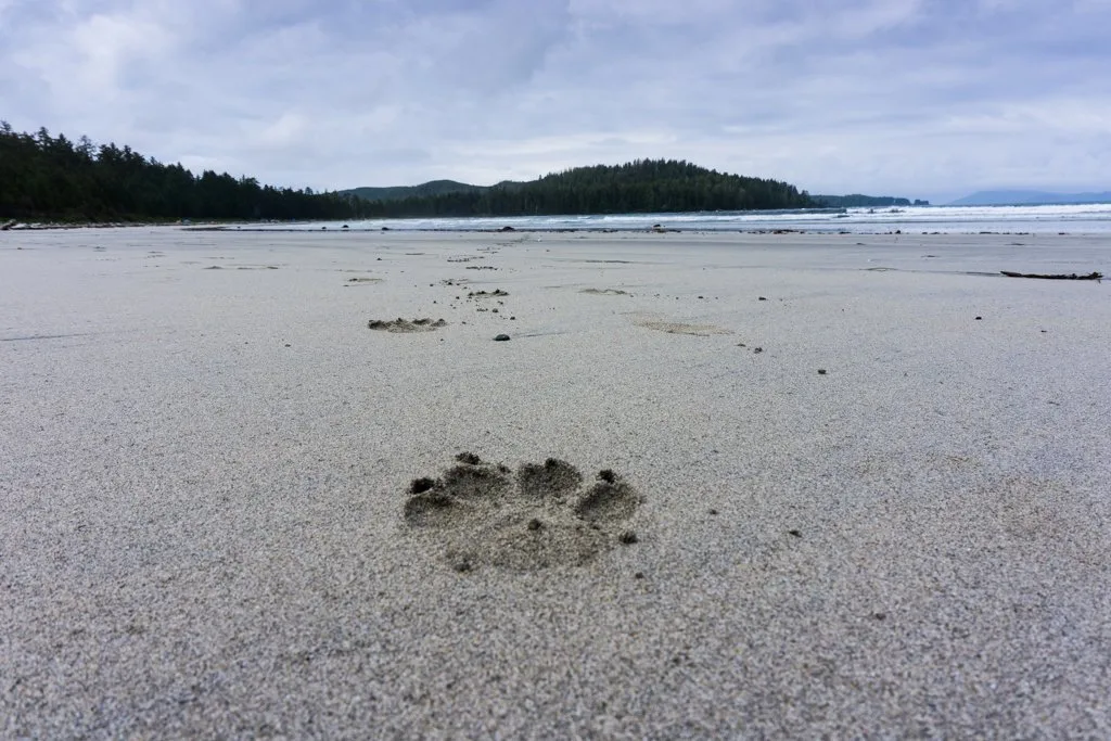 Fresh wolf tracks on the beach in Cape Scott Provincial Park