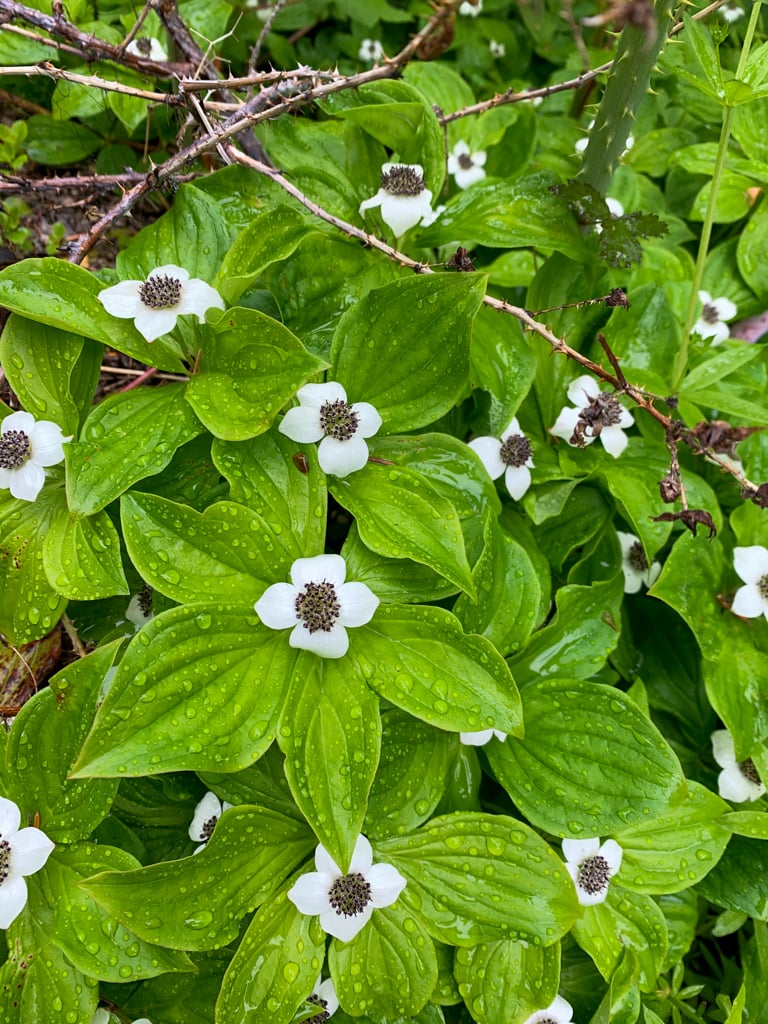 Close up of bunchberry flowers