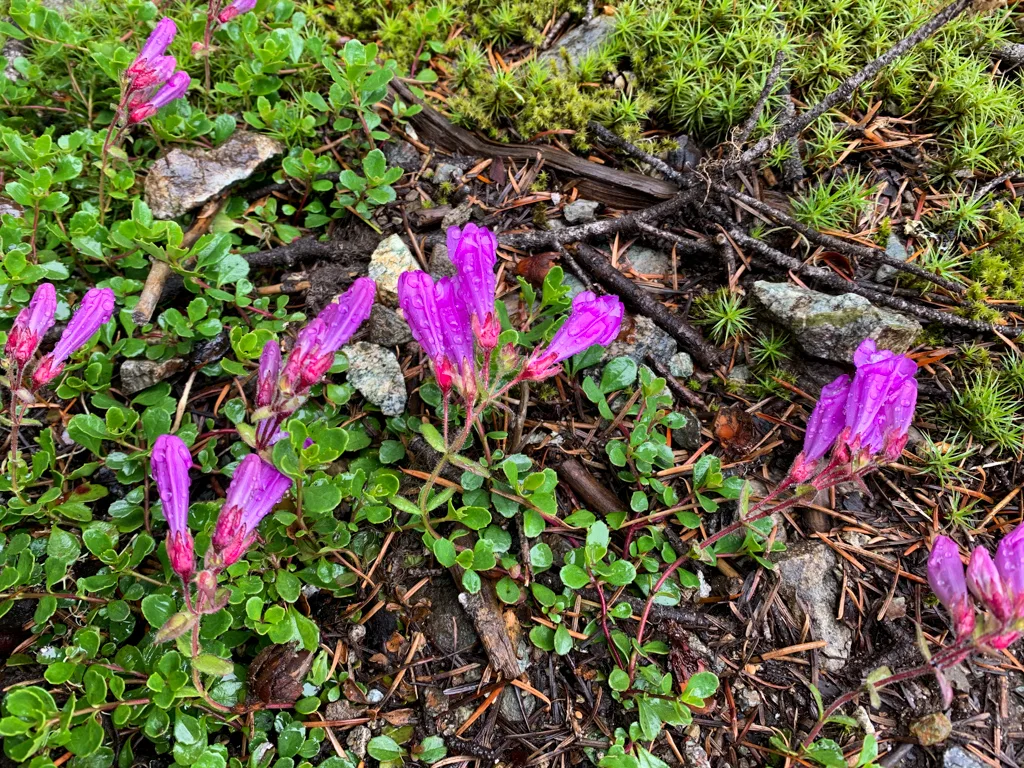 Davidson's pentsemon wildflowers in Whistler. BC