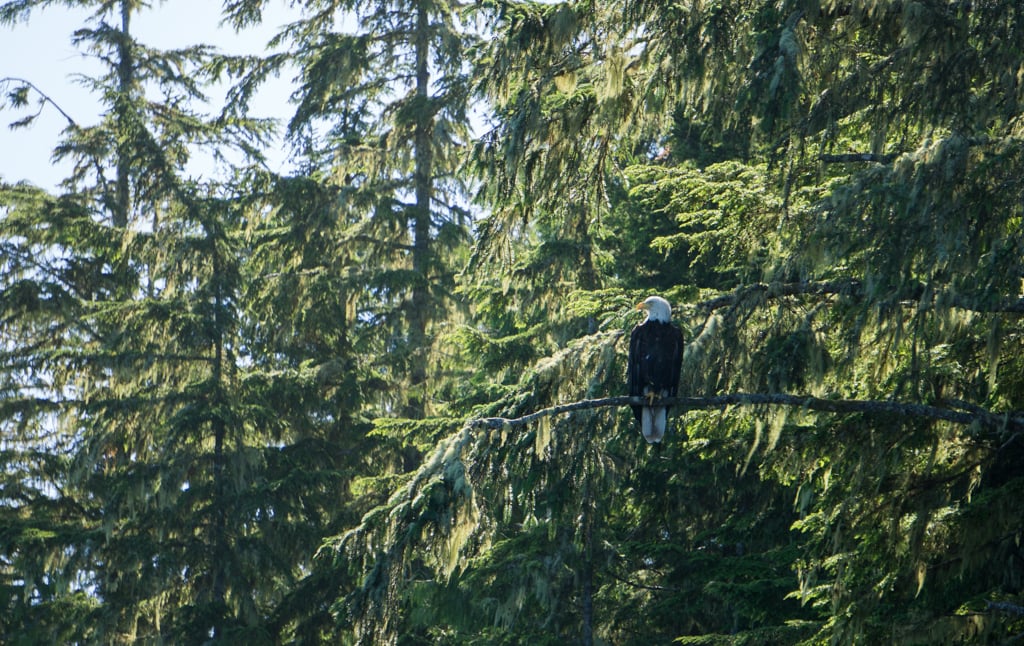An eagle sitting in a cedar tree in the Broughton Archipelago in British Columbia