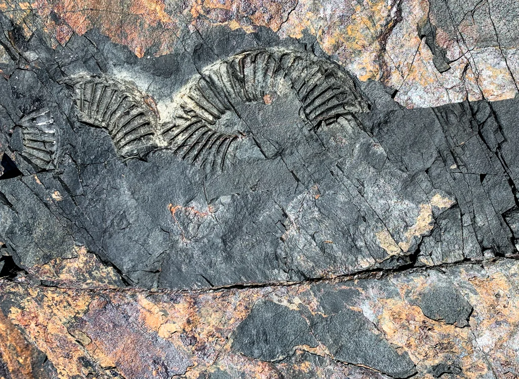 Fossils in the Johnstone Strait