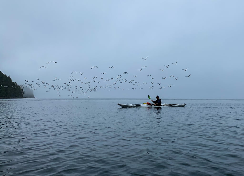 Foggy weather kayaking in the Johnstone Strait