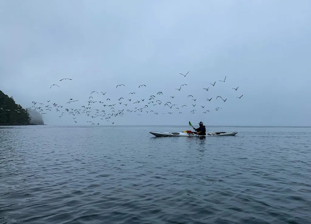 Foggy weather kayaking in the Johnstone Strait