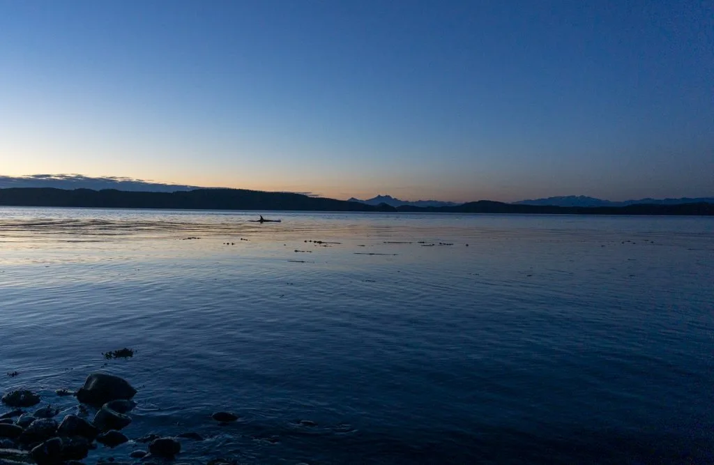 An orca swimming at sunset at Kaikash Creek in the Johnstone Strait