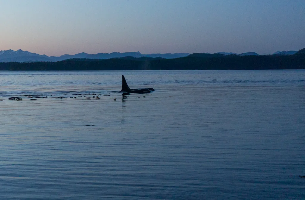 Orcas swimming at sunset in the Johnstone Strait on Vancouver Island