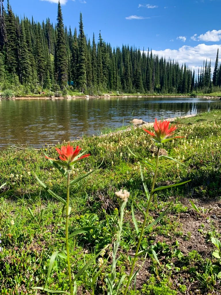 Wildflowers next to Balsam Lake at Mount Revelstoke National Park