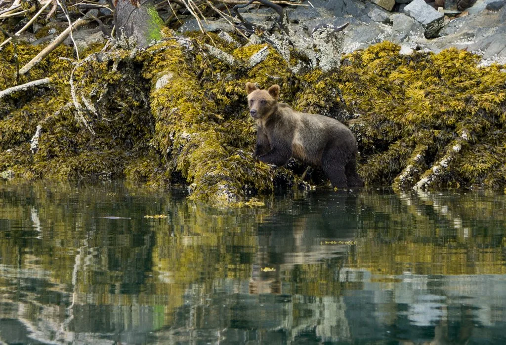 A grizzly bear eats mussels along the shoreline in Knight Inlet near north Vancouver Island, BC