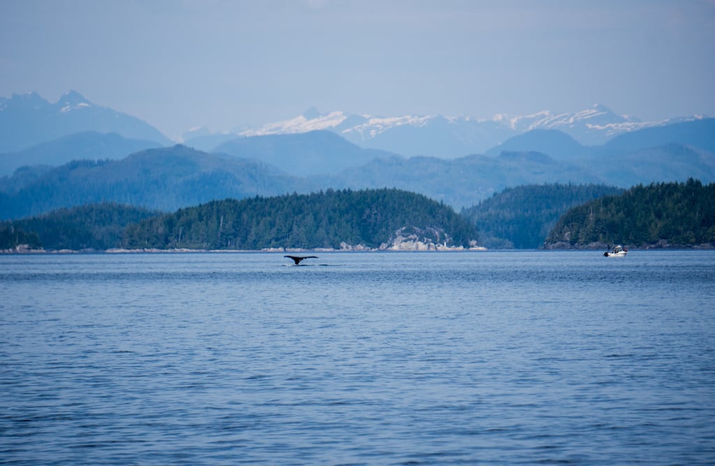 Tail fluke of a humpback whale in the Johnstone Strait on north Vancouver Island