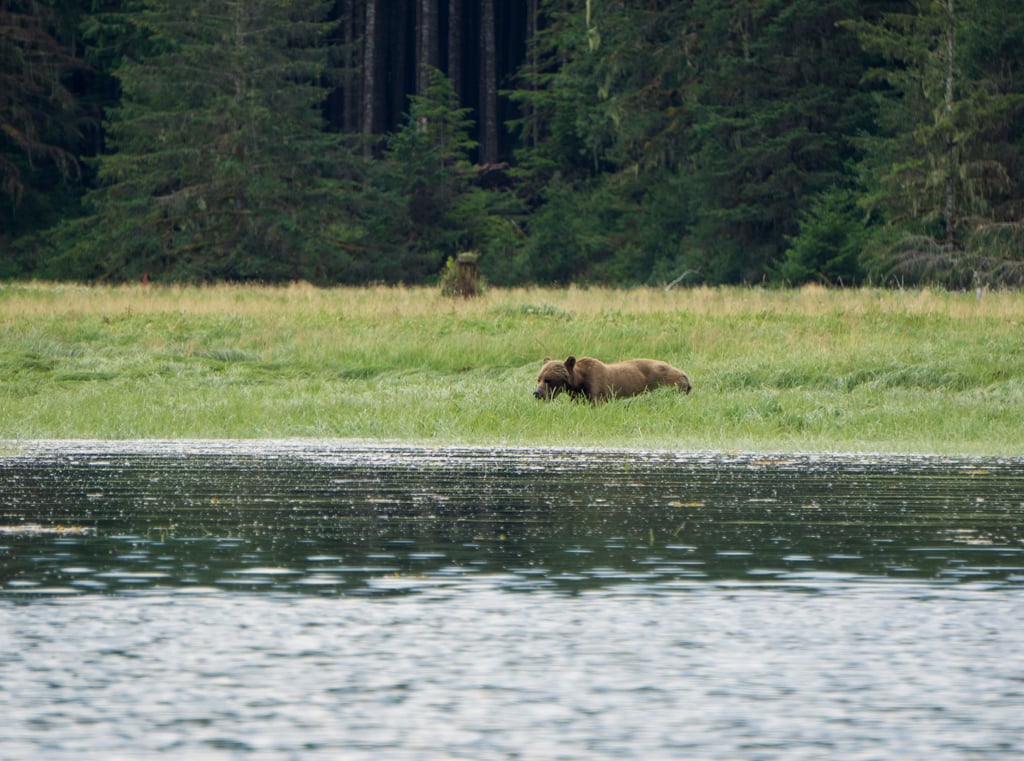 A large grizzly bear grazes on grass and sedge in an estuary in Knight Inlet