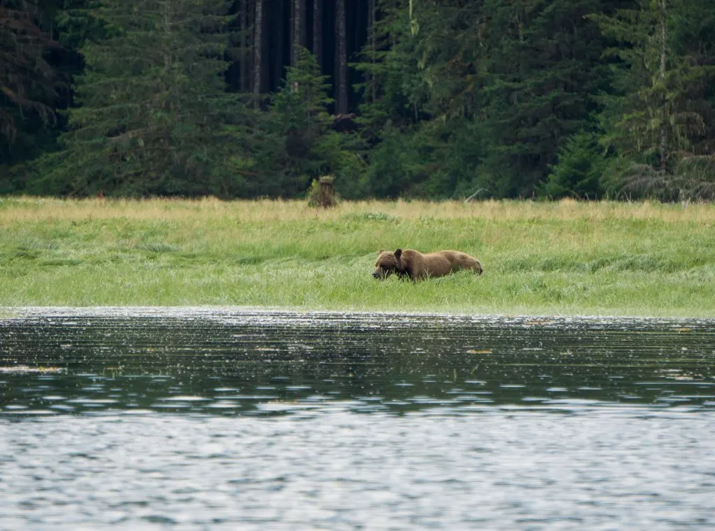 A grizzly bear feeds in a grassy river estuary in British Columbia