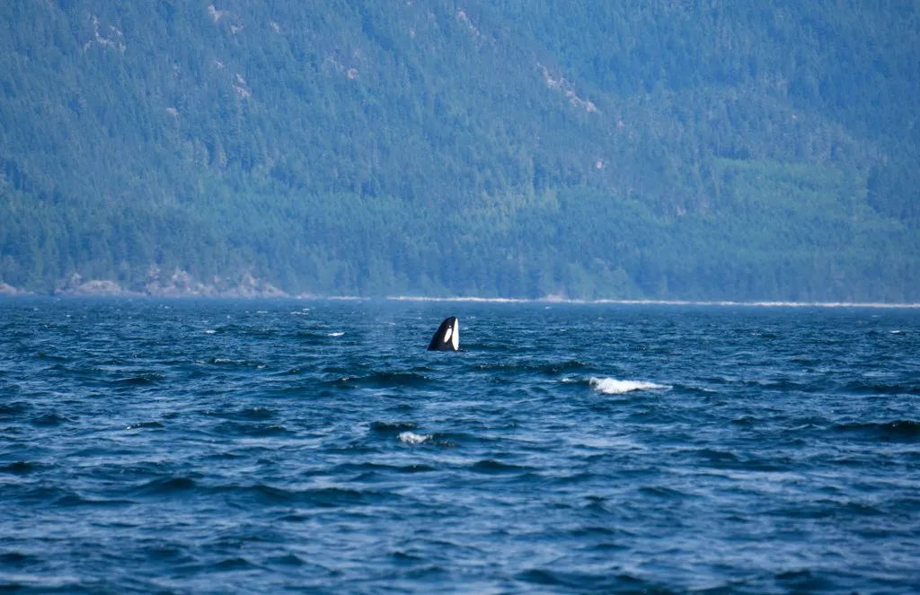 An orca spyhopping on Northern Vancouver Island