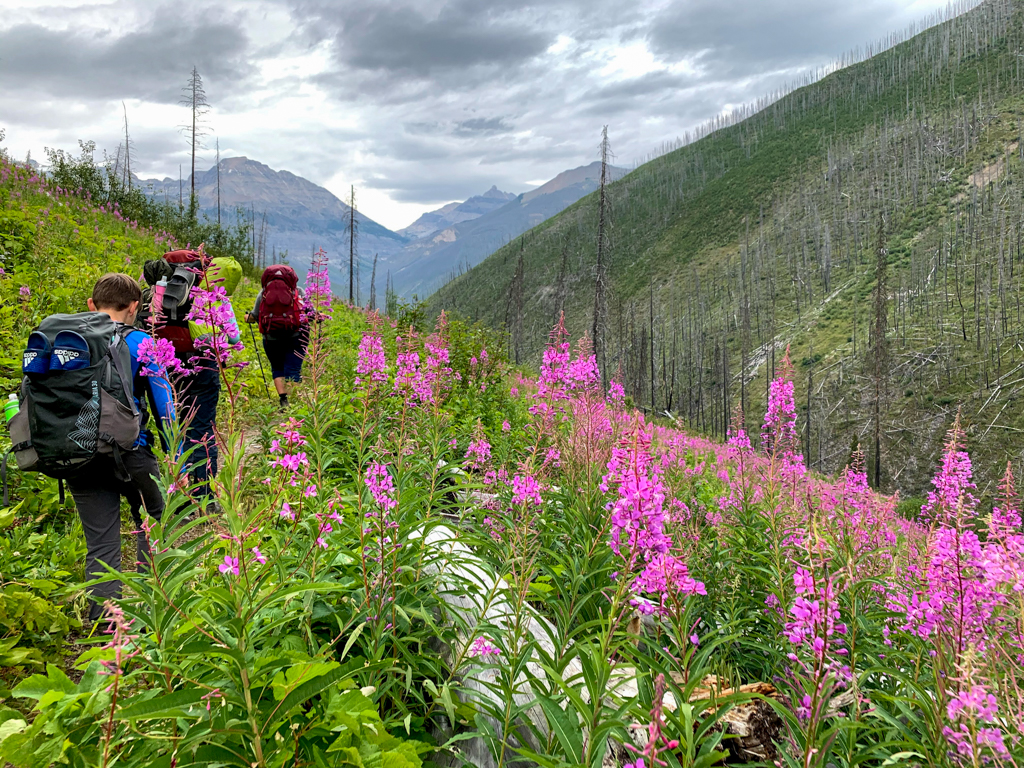 Fireweed on the trail from Floe Lake