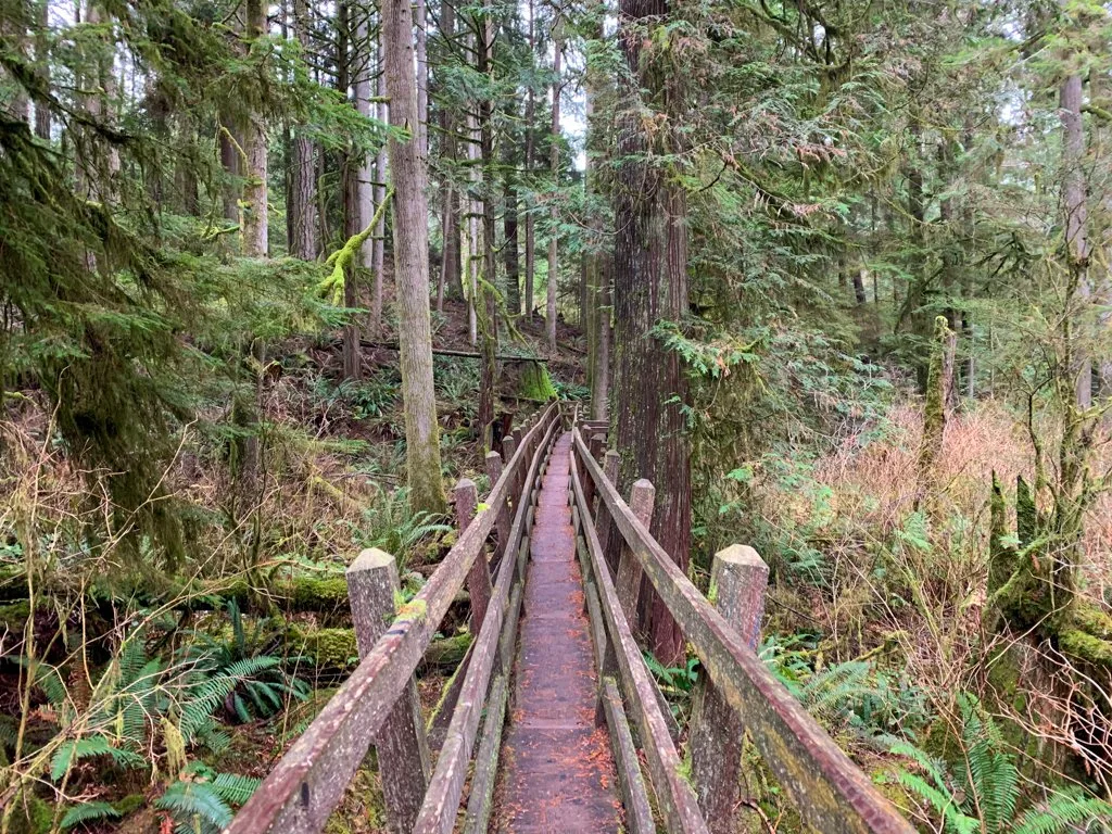 Elevated boardwalk with railings plunges straight through a cedar forest in Roberts Creek on the Sunshine Coast, BC