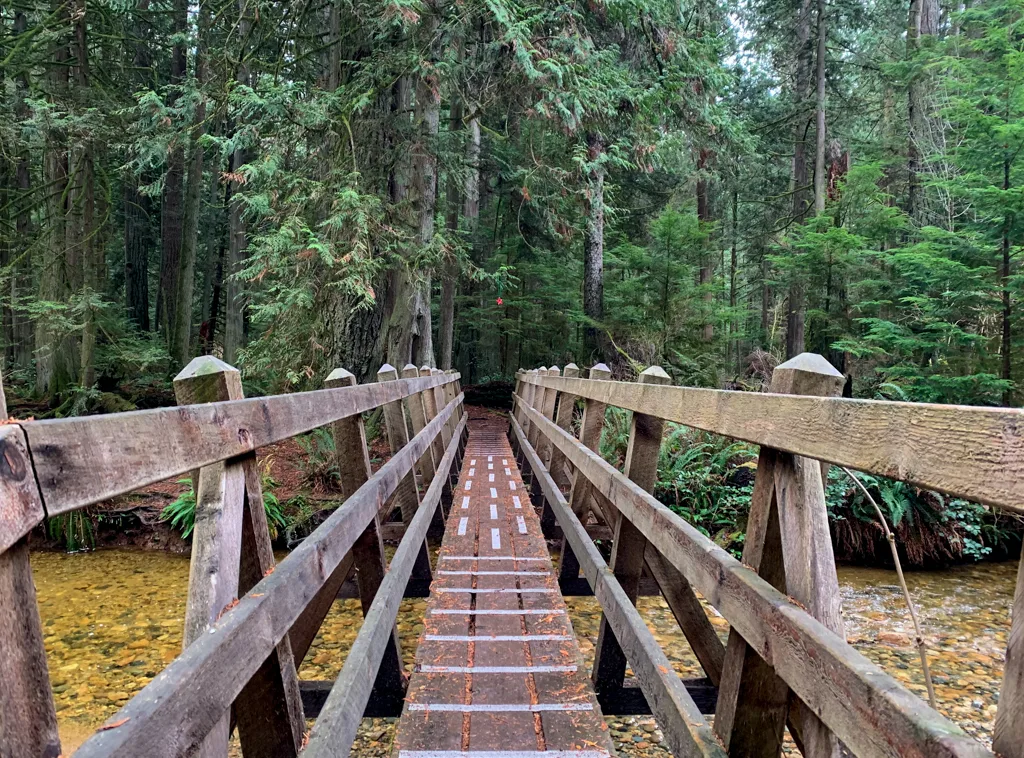 Looking across a wooden bridge into a cedar forest near Roberts Creek, BC