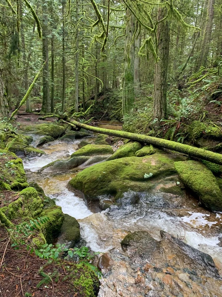 Moss covered rocks along the banks of Clack Creek in Roberts Creek, BC