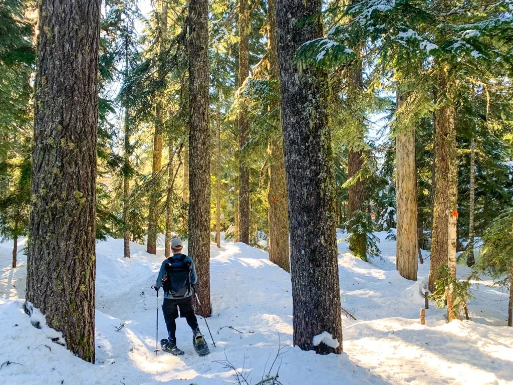 A man wearing snowshoes walks through a snowy forest.