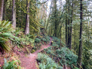 A trail winds up a slope past ferns and trees covered in moss near Langdale Creek in Gibsons, BC