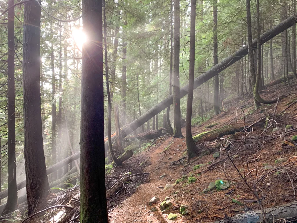 Sunbeams break through the trees, illuminating the narrow Langdale Falls trail through the forest.