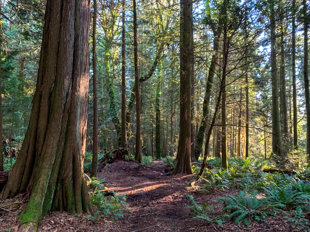 Forested trail in Gibsons, BC