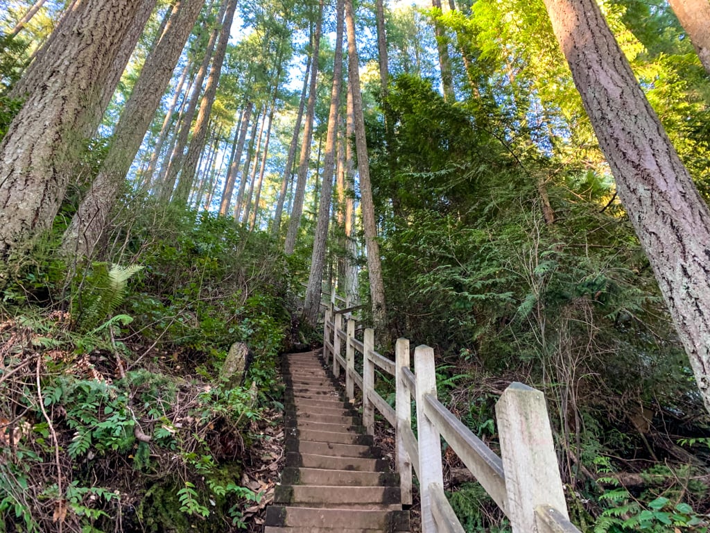 Wooden stairs climbing up a hill in the forest on the Soames Hill hike on the Sunshine Coast, BC
