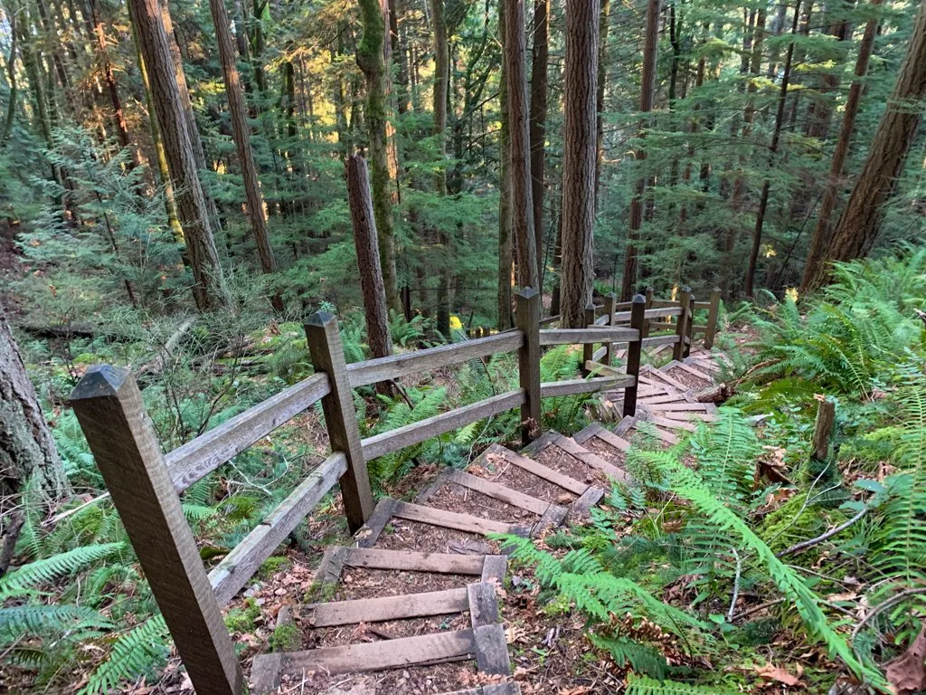 Stairs in the forest on the Soames Hill Trail near Gibsons, BC