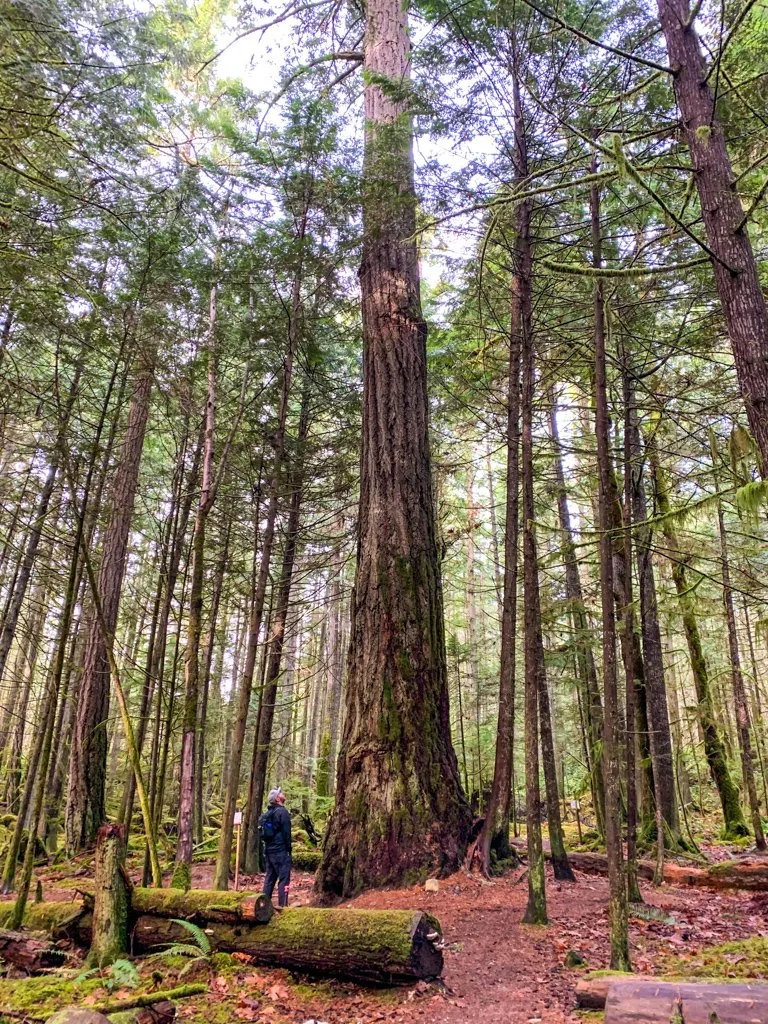 Giant trees at Hidden Groves in Sechelt on BC's Sunshine Coast