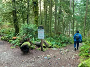 Junction on the trail to Skookumchuck Rapids in Egmont, BC
