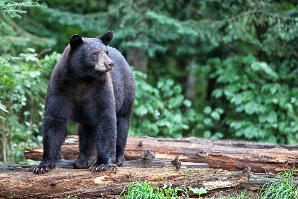 A black bear stands on a log. It's a myth that bears are attracted to hikers on their periods.
