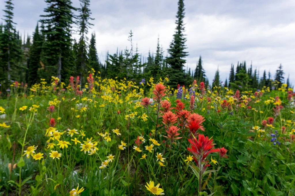 July and August are the best time to visit Mount Revelstoke National Park to enjoy the wildflowers.