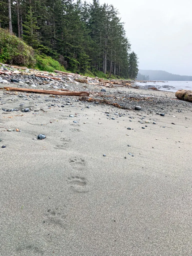 Bear tracks near Laura Creek