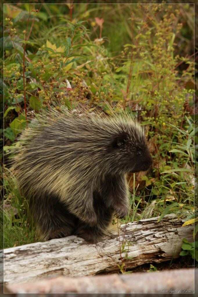 A close up of a porcupine on the Bowron Lakes