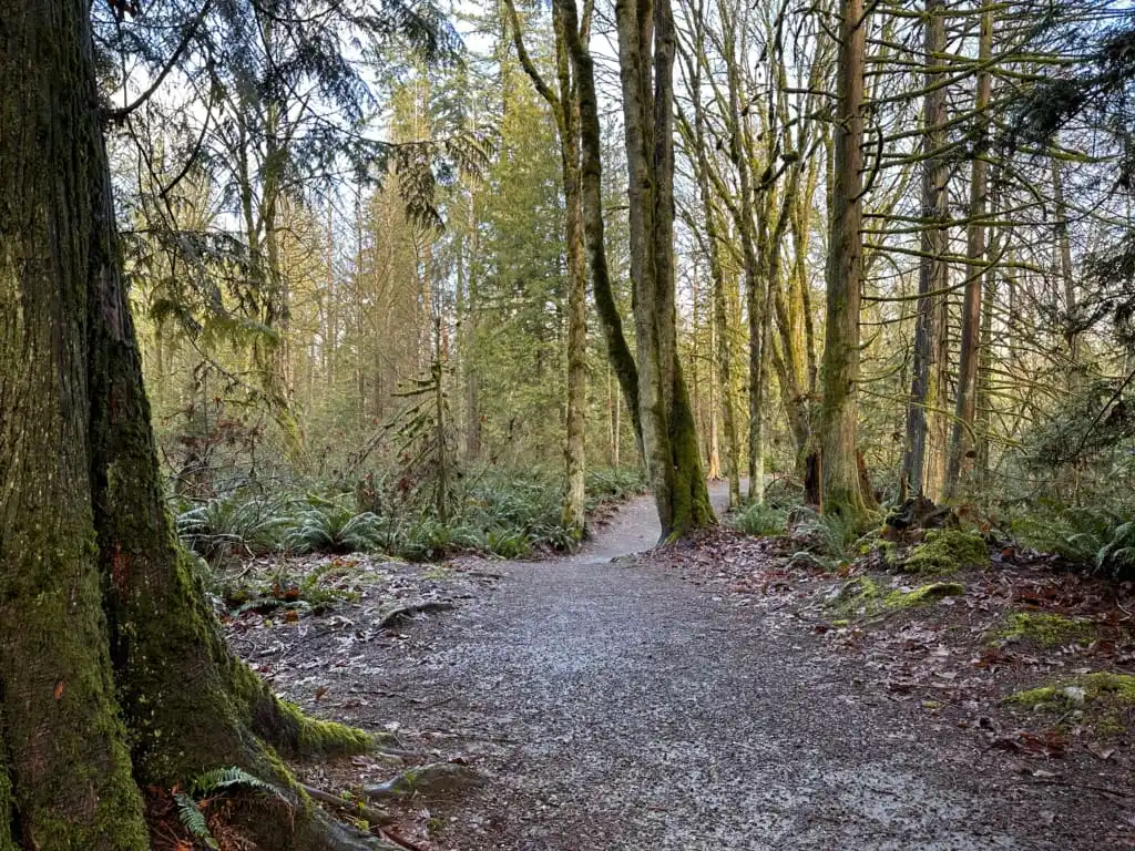 A section of the Coquitlam River Trail