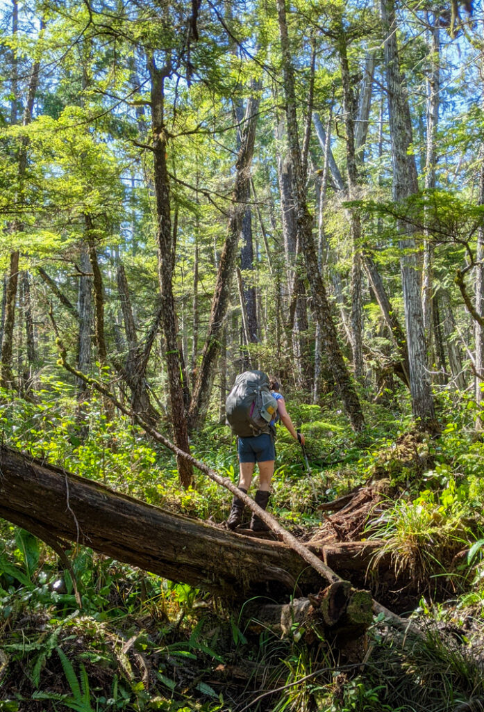 Hiker in the forest near Nahwitti River