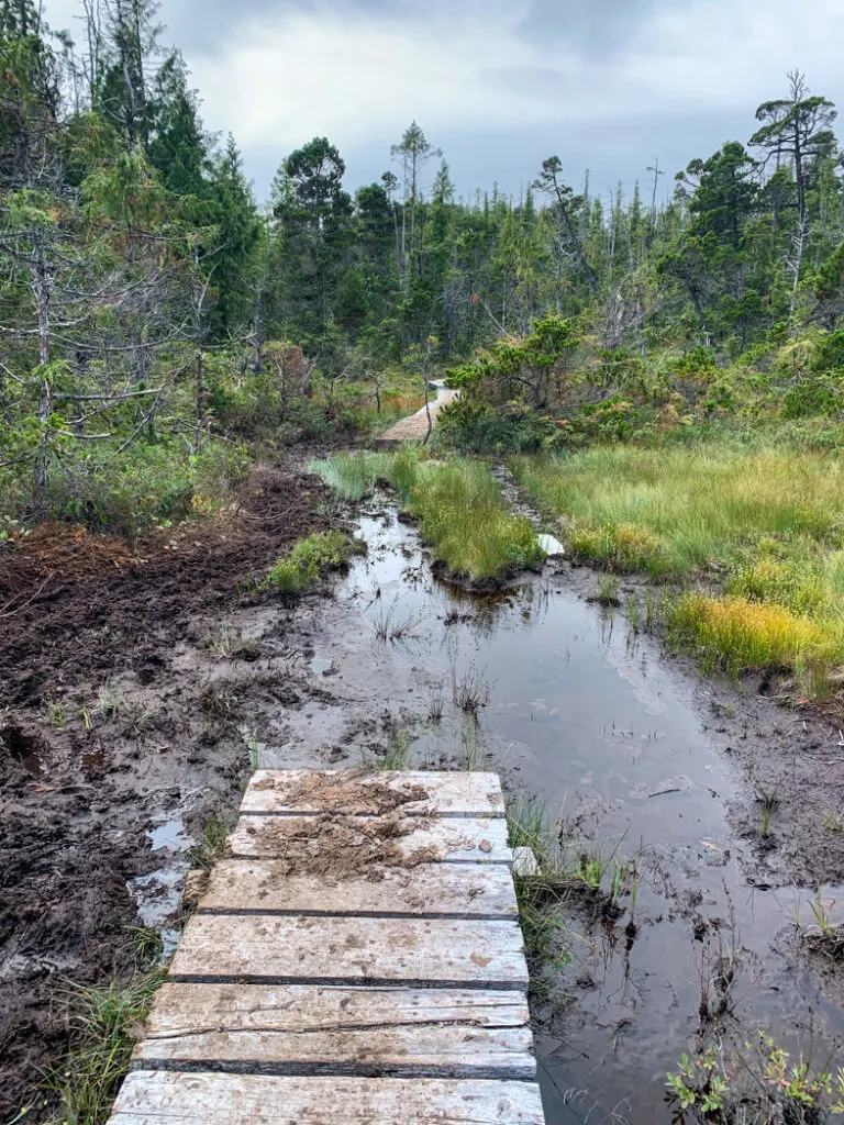 Epic mud on the North Coast Trail