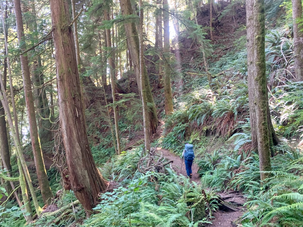 A hiker in the forest on the Juan de Fuca Marine Trail