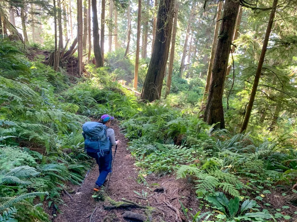 A hiker on a forested section of the Juan de Fuca Trail