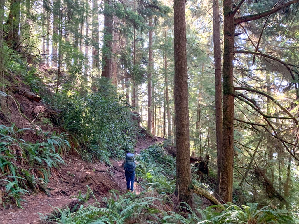 Forest trail on the Juan de Fuca Trail