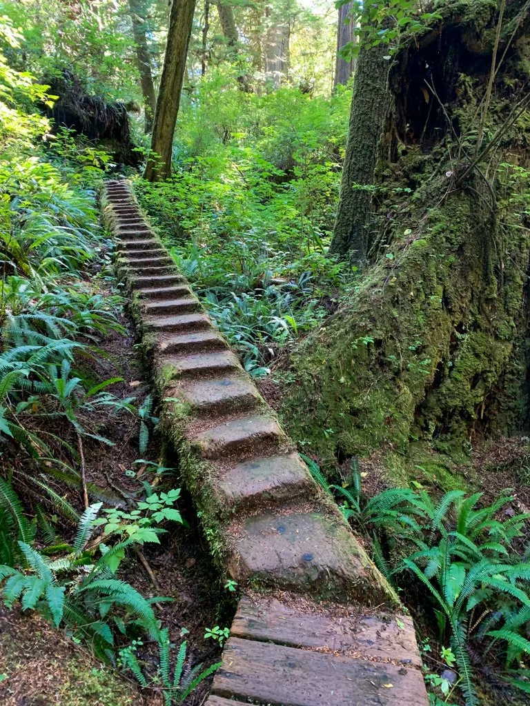 Log stairs near Payzant Creek