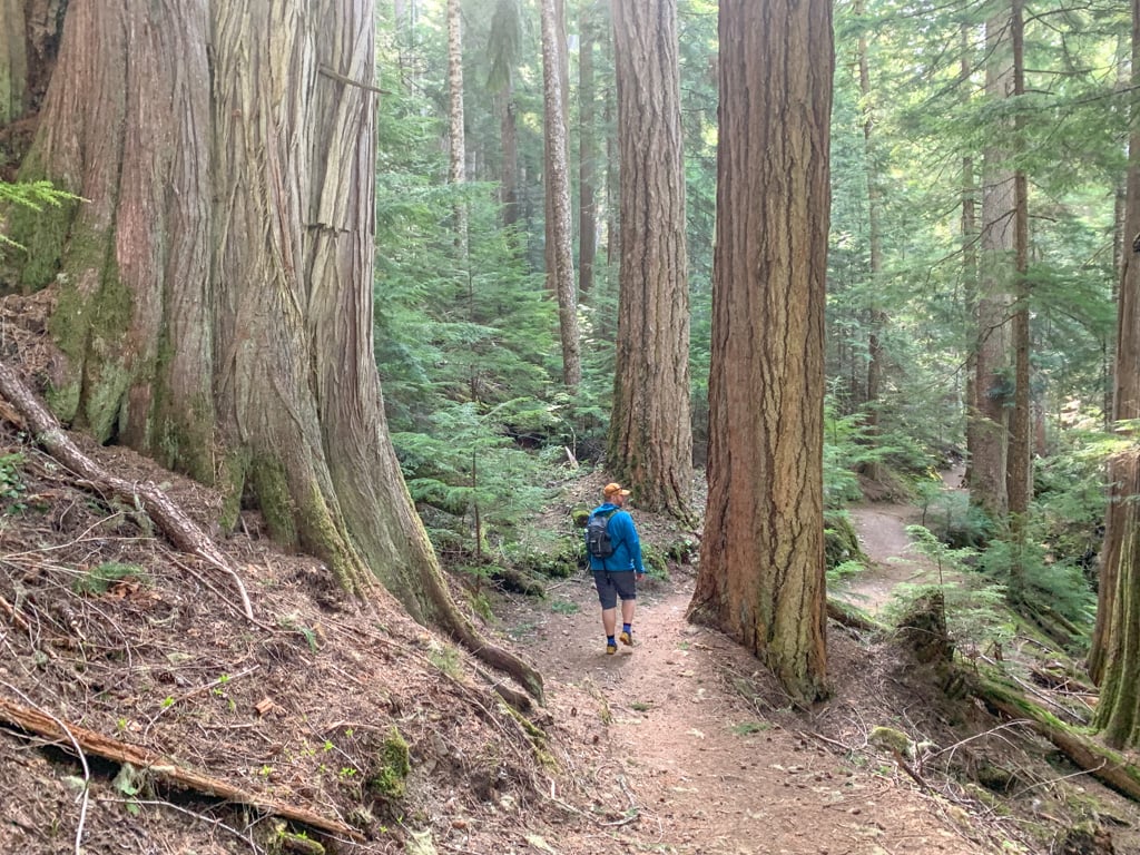 Old-growth trees on the Cheakamus Lake Trail - one of the best spring backpacking trips in British Columbia