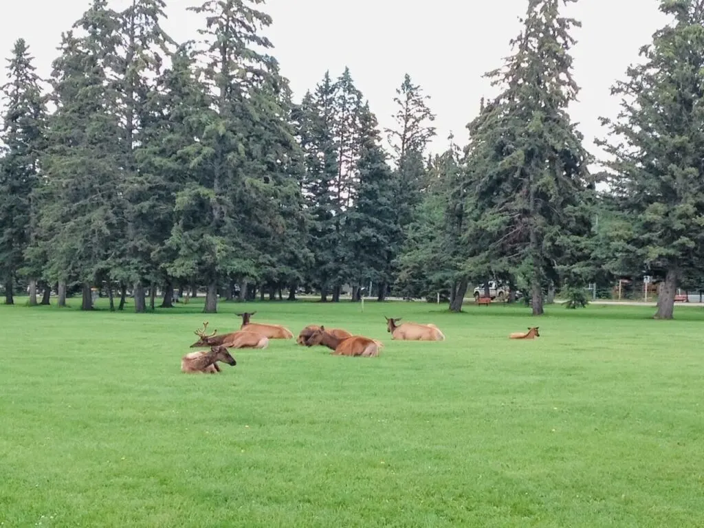 Elk in Prince Albert National Park