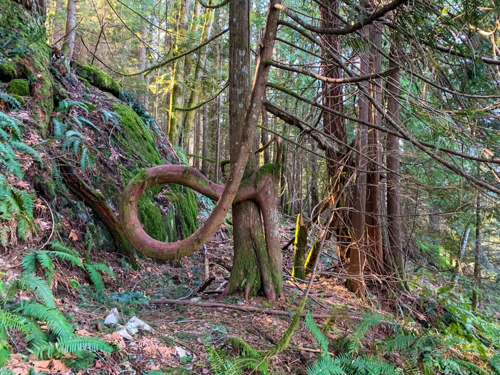 Curly tree on the Woodpecker Trail in Squamish